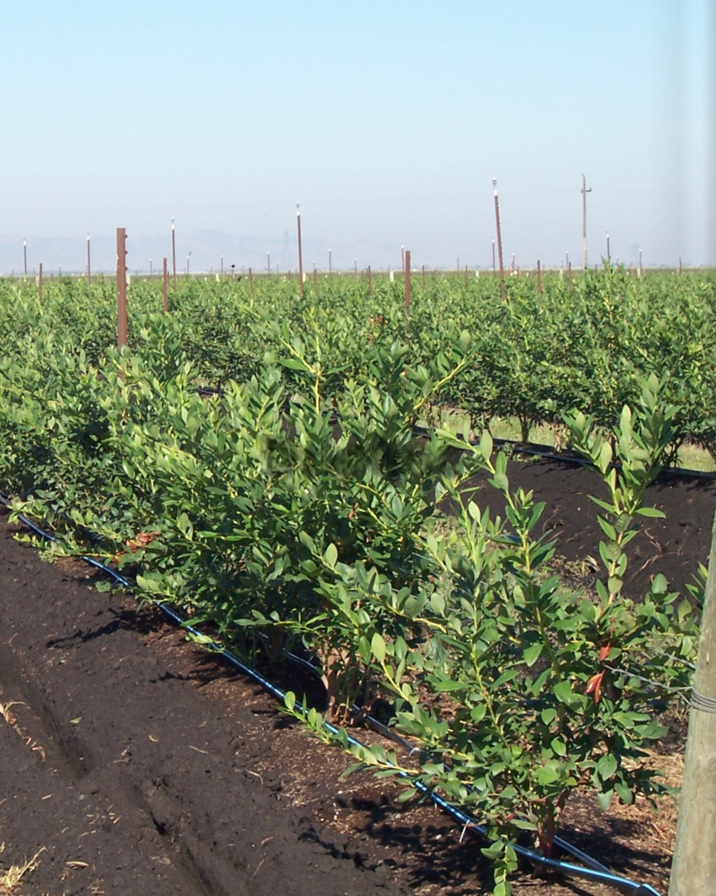 Toro BlueLine® PC Pressure Compensating Dripline 0.42 gph, 60 cm Spaced Emitters