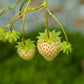 Flamingo Strawberry Plant