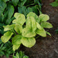 World Cup Hosta Plant