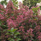 Hydrangea paniculata Wim’s Red Fire And Ice