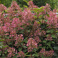 Hydrangea paniculata Wim’s Red Fire And Ice