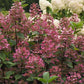 Hydrangea paniculata Wim’s Red Fire And Ice