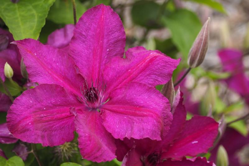 Kardynal Wyszynski Clematis Vine