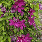 Kardynal Wyszynski Clematis Vine