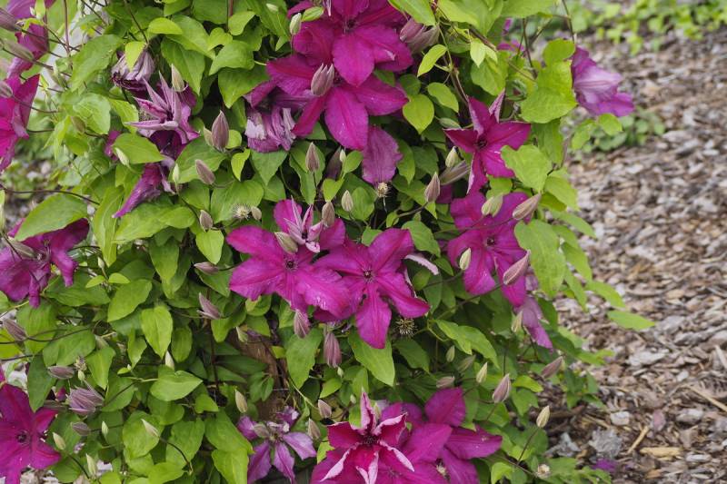 Kardynal Wyszynski Clematis Vine