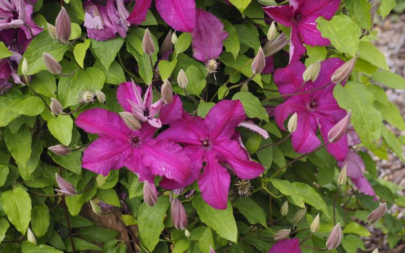 Kardynal Wyszynski Clematis Vine