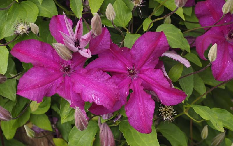 Kardynal Wyszynski Clematis Vine