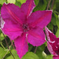 Kardynal Wyszynski Clematis Vine