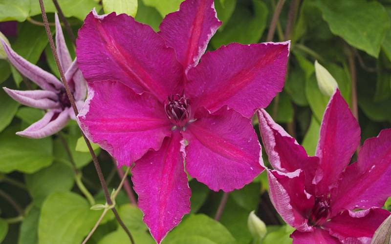 Kardynal Wyszynski Clematis Vine