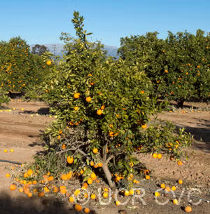 Xuegan Sweet Orange Plant