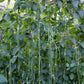 Noodle King Pole Bean Seeds online shopping