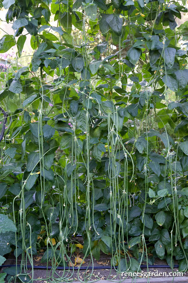Noodle King Pole Bean Seeds online shopping