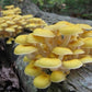 Golden Oyster Mushroom - Pleurote Jaune