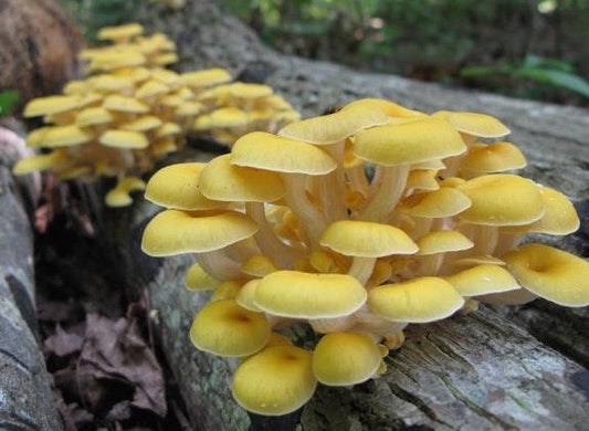 Golden Oyster Mushroom - Pleurote Jaune