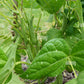 Calypso Drying Bean Seeds online shopping