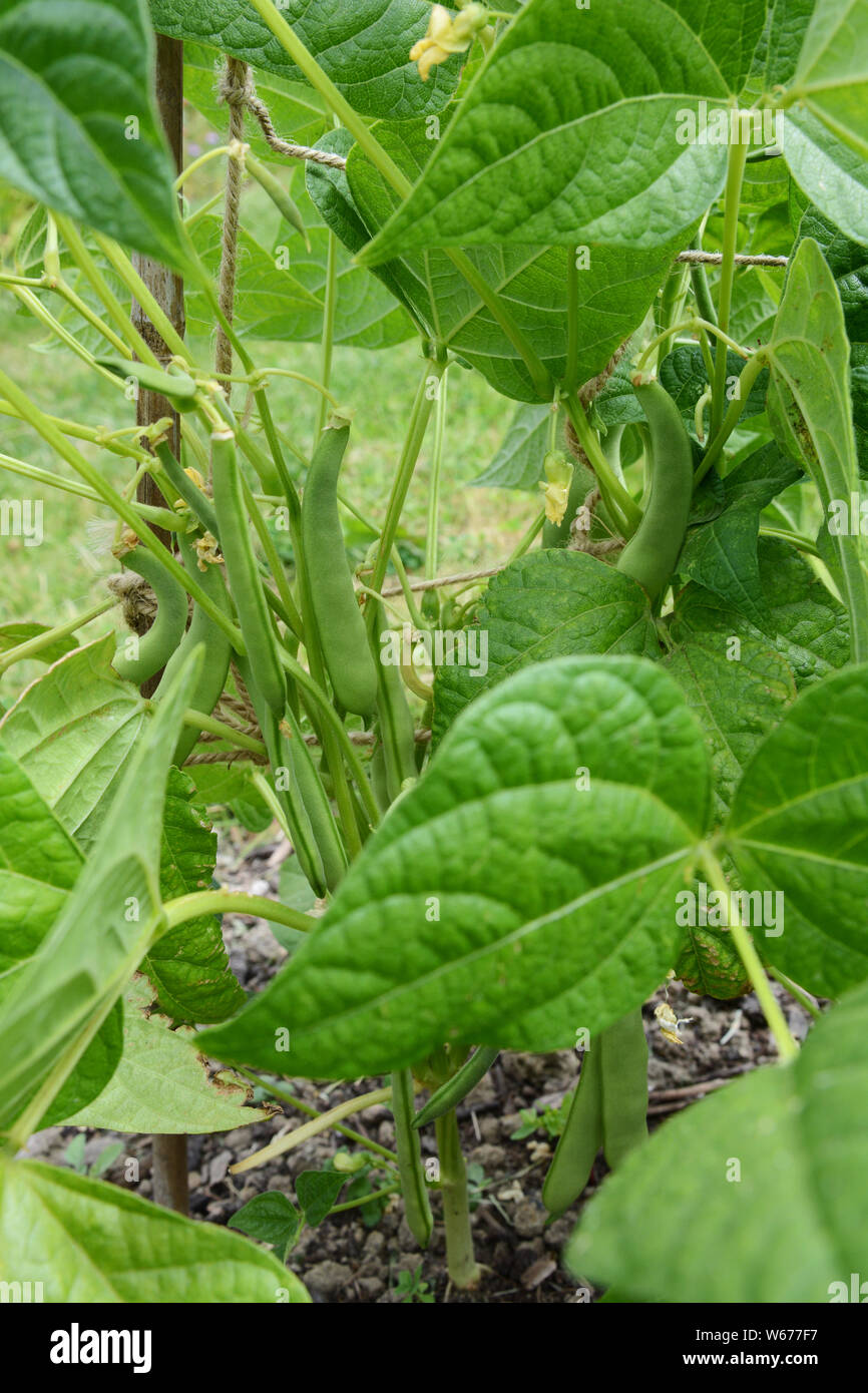 Calypso Drying Bean Seeds online shopping
