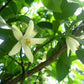 Yuzu Plant citrus plant material online shopping