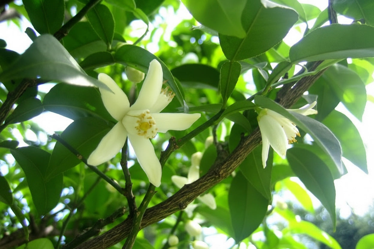 Yuzu Plant citrus plant material online shopping