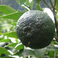 Yuzu Plant citrus plant material online shopping