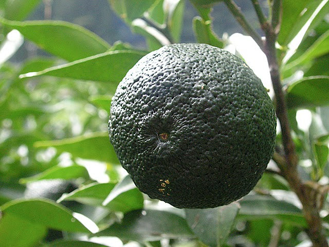Yuzu Plant citrus plant material online shopping