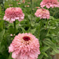 Zinderella Lilac Zinnia Seeds online shopping