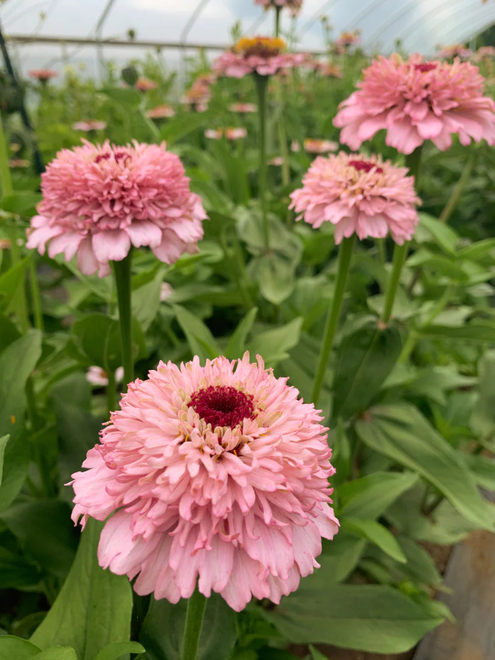 Zinderella Lilac Zinnia Seeds online shopping
