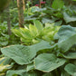 World Cup Hosta Plant