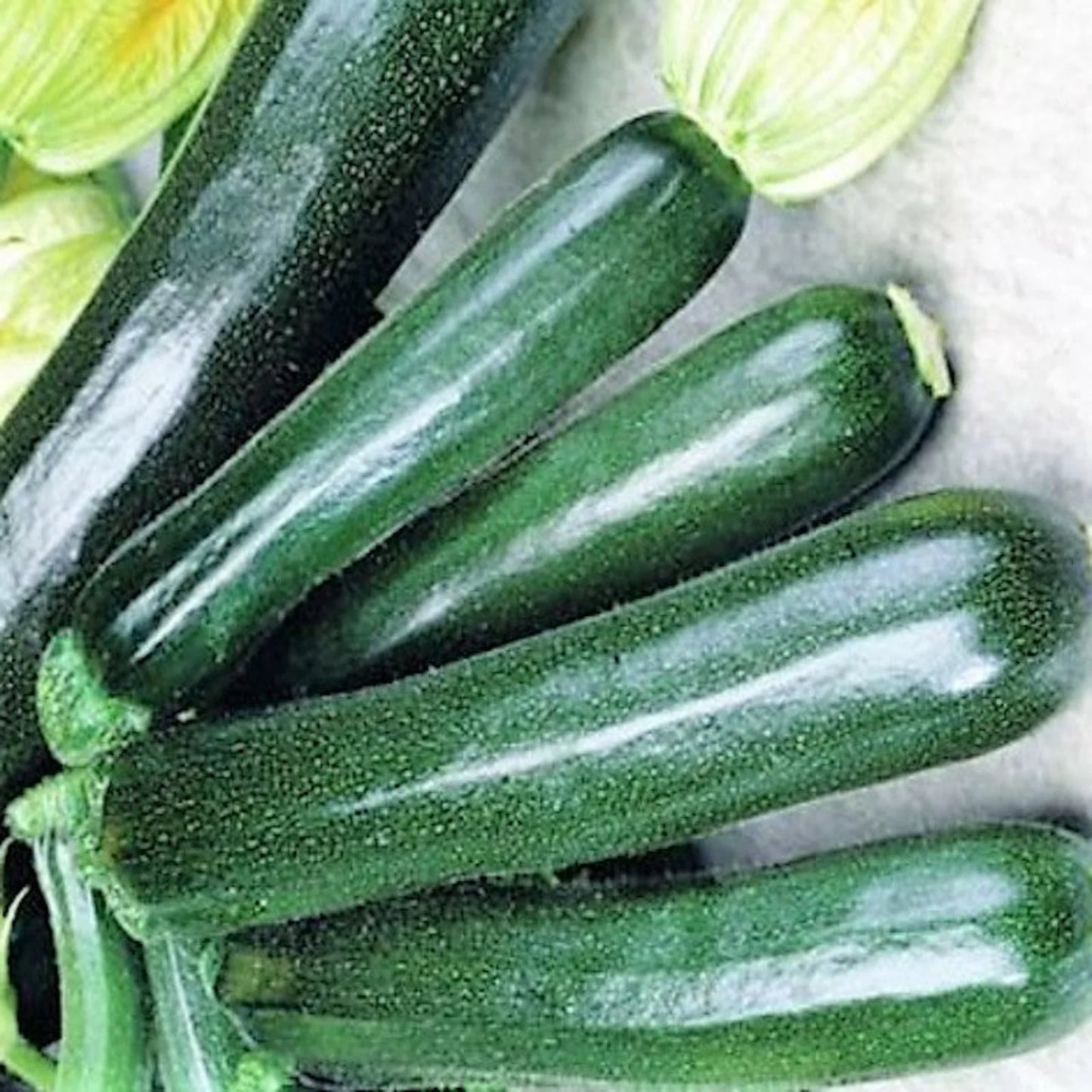 Black Beauty Summer Squash Seeds online shopping