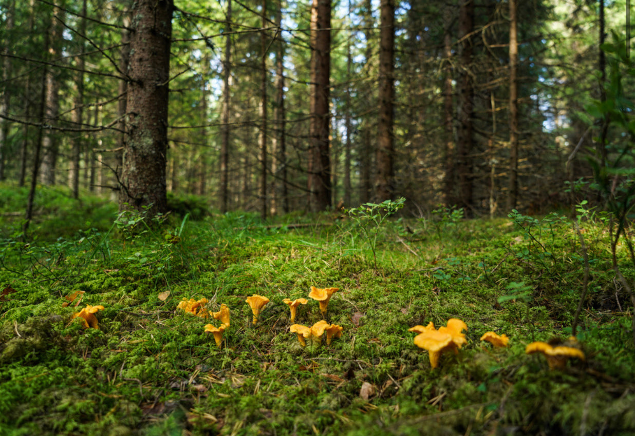 Chanterelle - Girolle