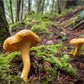 Chanterelle - Girolle