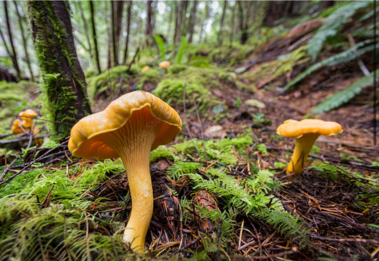 Chanterelle - Girolle