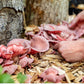 Pink Oyster Mushroom Live Mycelium