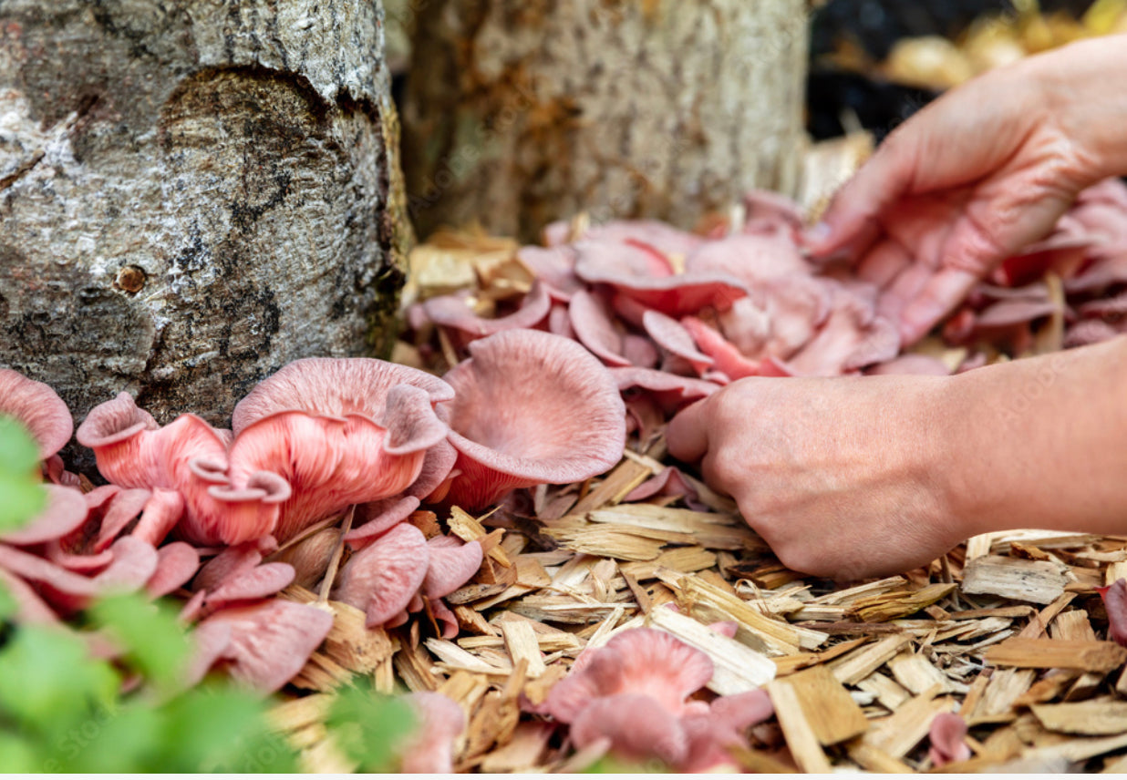 Pink Oyster Mushroom - Pleurote Rose